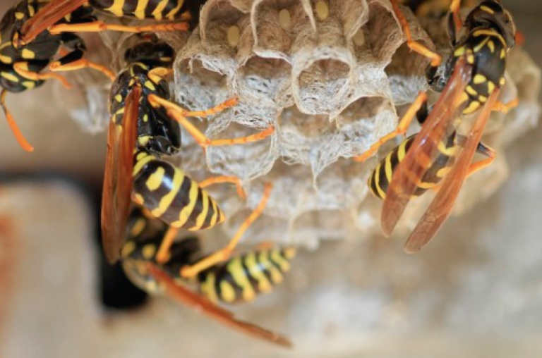 Prevent the presence of wasps