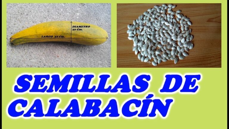Reproduce zucchini seeds