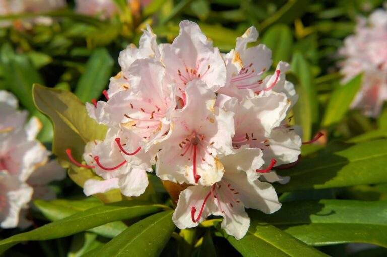 El rododendro es un arbusto de f&aacute;cil cultivo