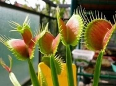 Sale of carnivorous plants - Tips for my garden