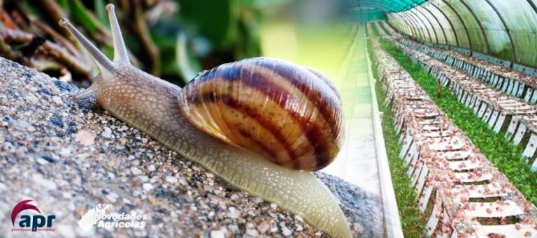 Snail irrigation