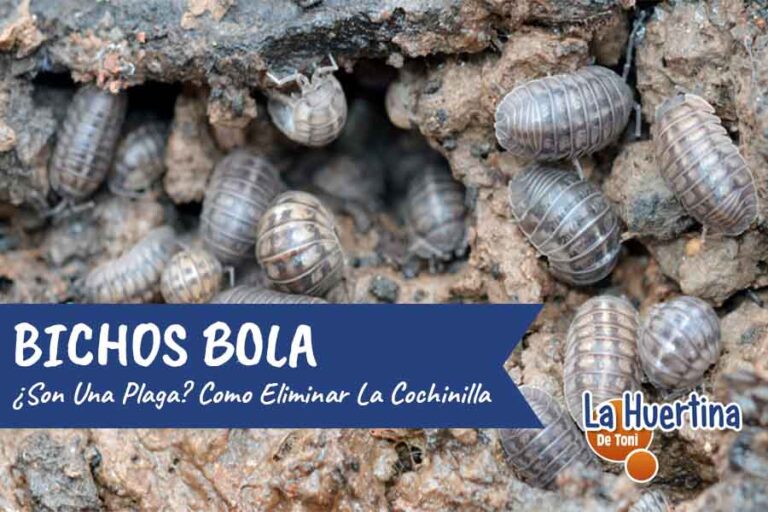 cochinilla de la humedad