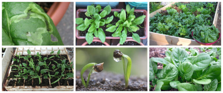 Spinach Growing Guide