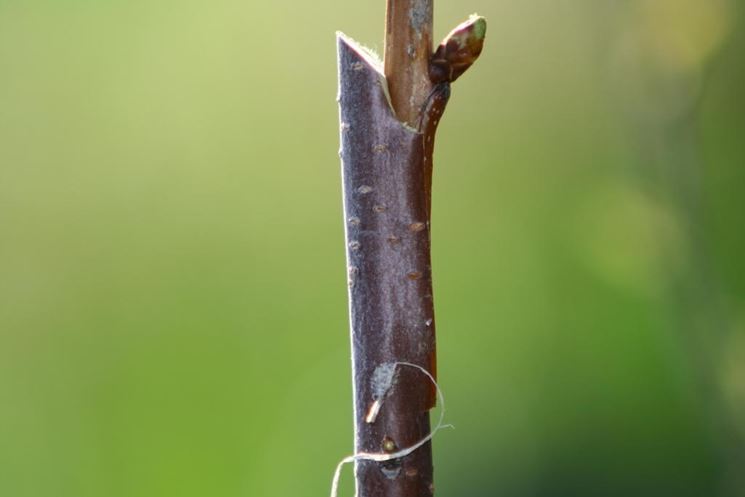 Split cherry grafting - Tips for my orchard