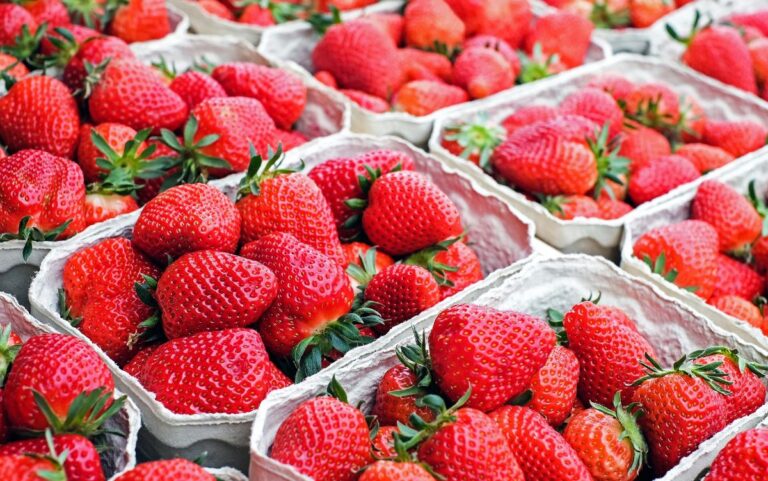 Variedades de fresas