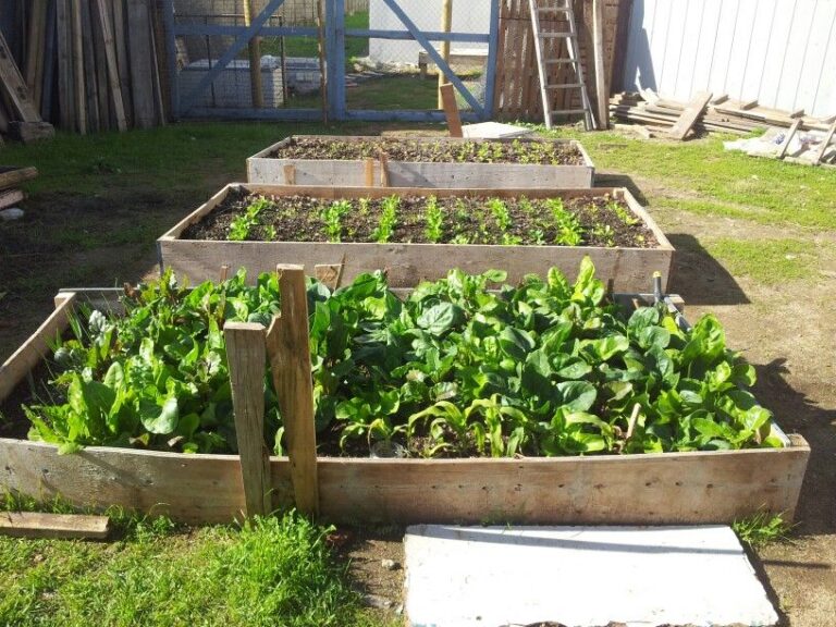The Biointensive Garden Or The Orchard