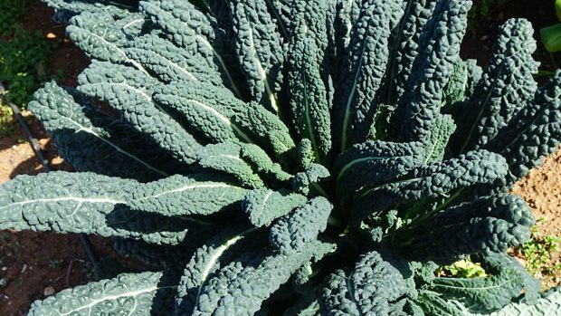 The cultivation of Tuscan black cabbage