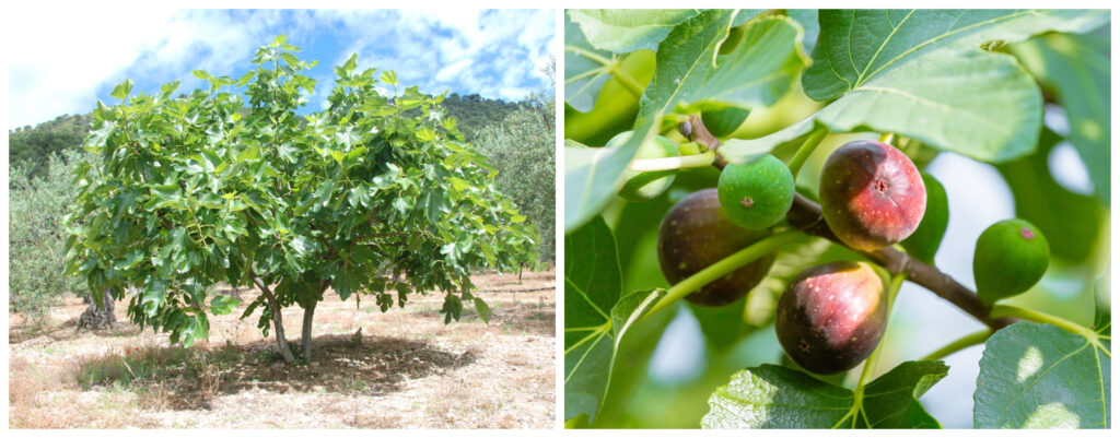 The cultivation of the fig tree