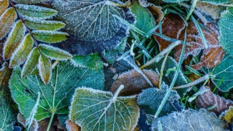 The garden and the snow: effects on the ground