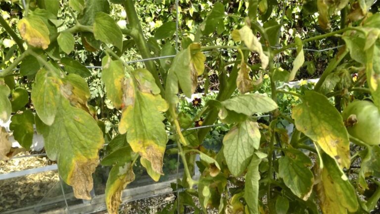 Tomato late blight