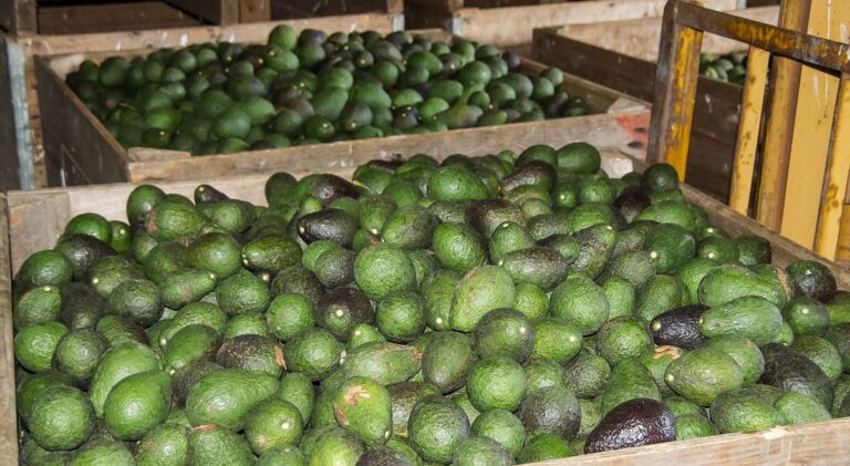 Variedades de aguacate
