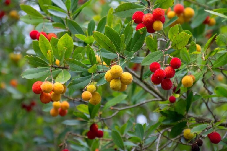 Los frutos del madro&ntilde;o se recogen en oto&ntilde;o