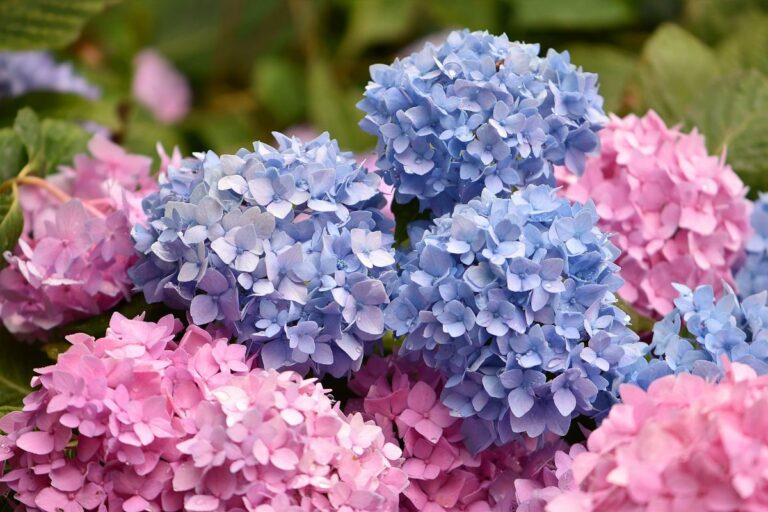 plantar hortensias