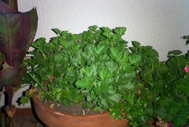 Winter Geraniums - Tips for my garden