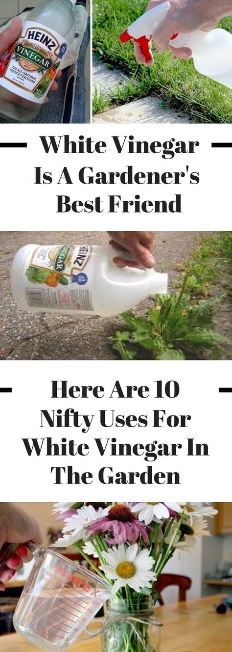 vinegar gardener