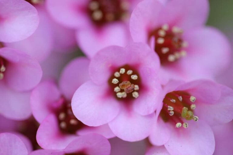 Hay muchas plantas con florecitas rosas
