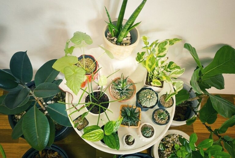 Hay muchas plantas de interior duraderas
