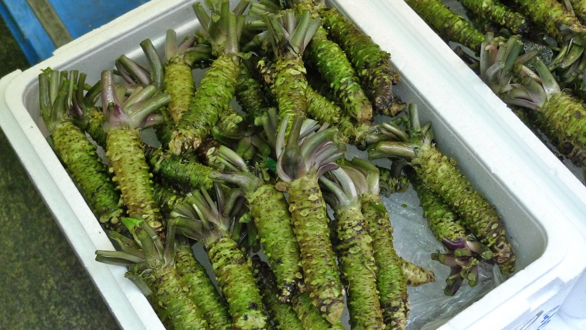 The wasabi plant is a perennial