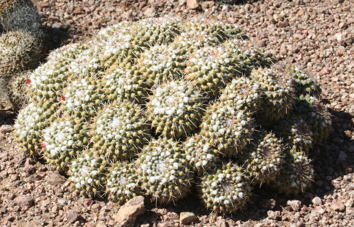 Mammillaria polythele is a cylindrical cactus