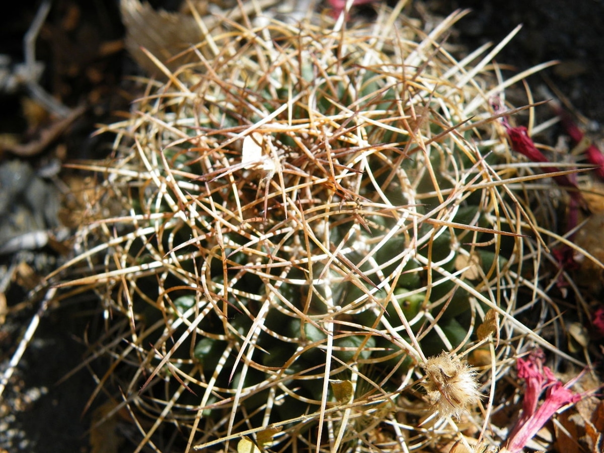 Mammillaria polythele is a cactus