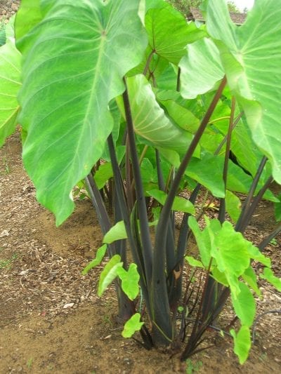 Colocasia esculenta plant