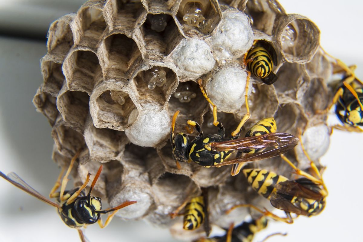 How to remove a wasp nest