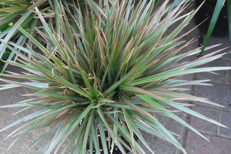 La Dracaena marginata vive bien en un recibidor