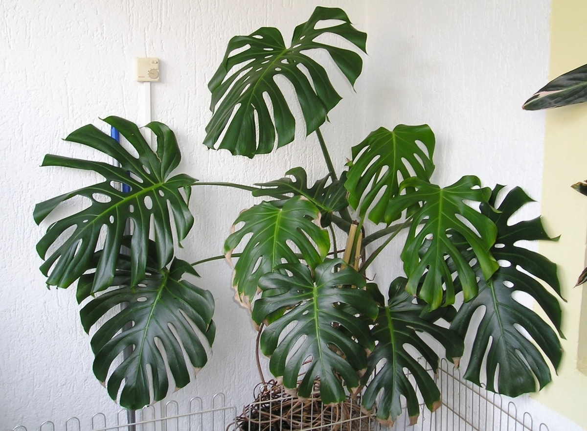 Monstera deliciosa is easy to maintain
