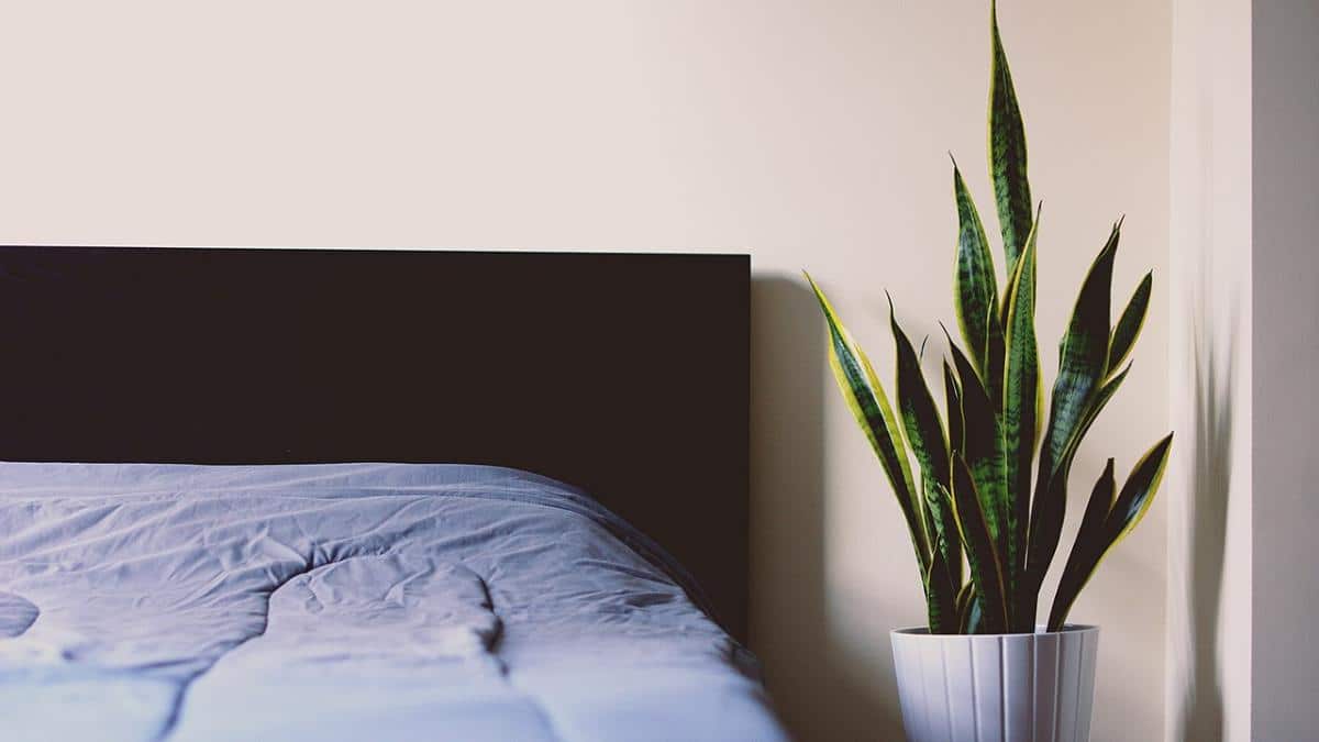 There are many plants you can put in a bedroom, such as sanseviera