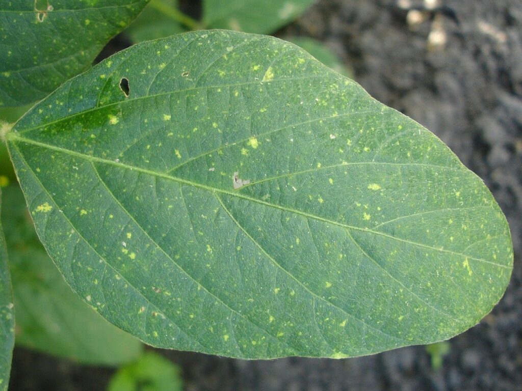 Mildiu es el nombre que reciben varias enfermedades criptogámicas de las plantas