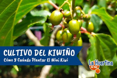 Cultivation of kiwi fruit.  How and when to plant the mini kiwi and where to buy it