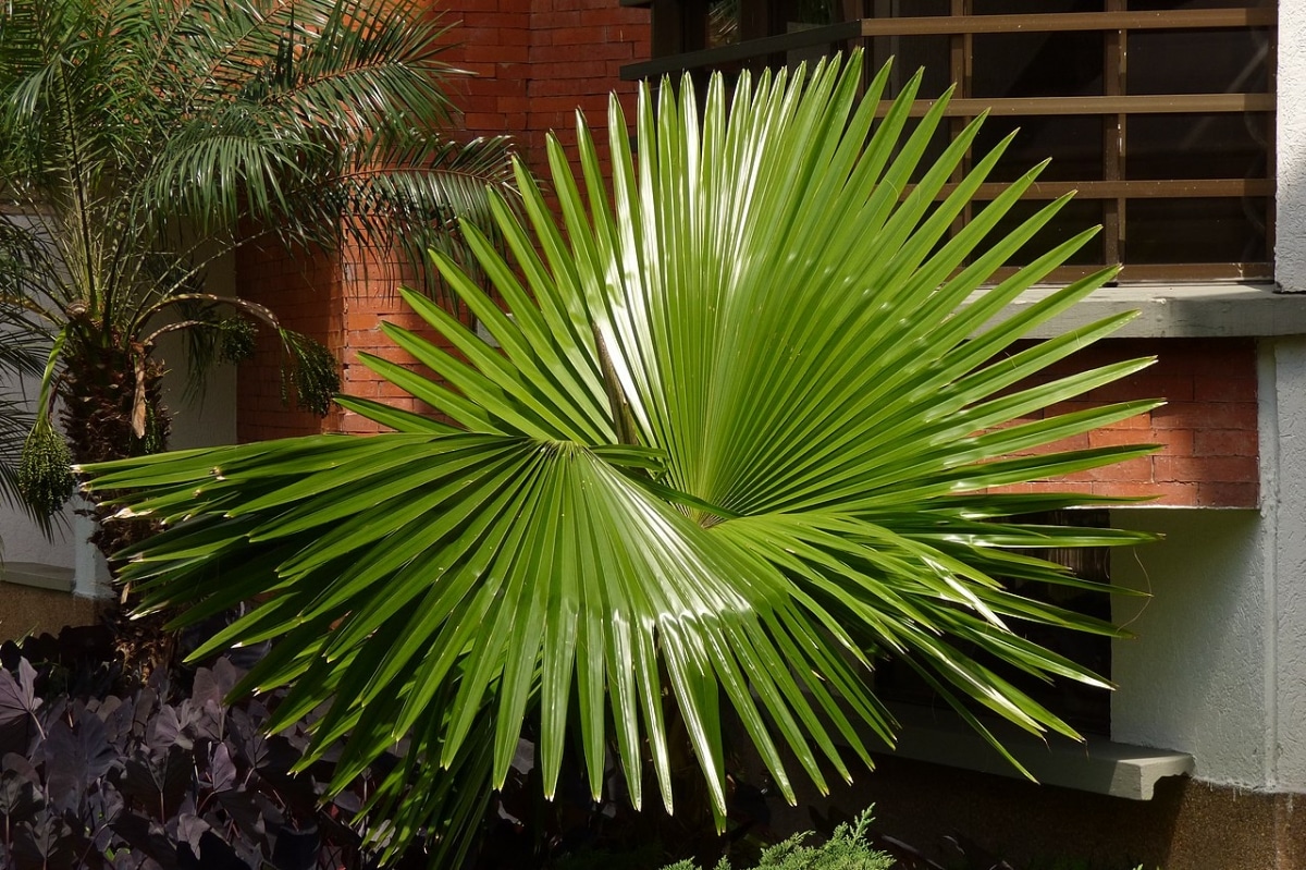 The washingtonia palm grows fast