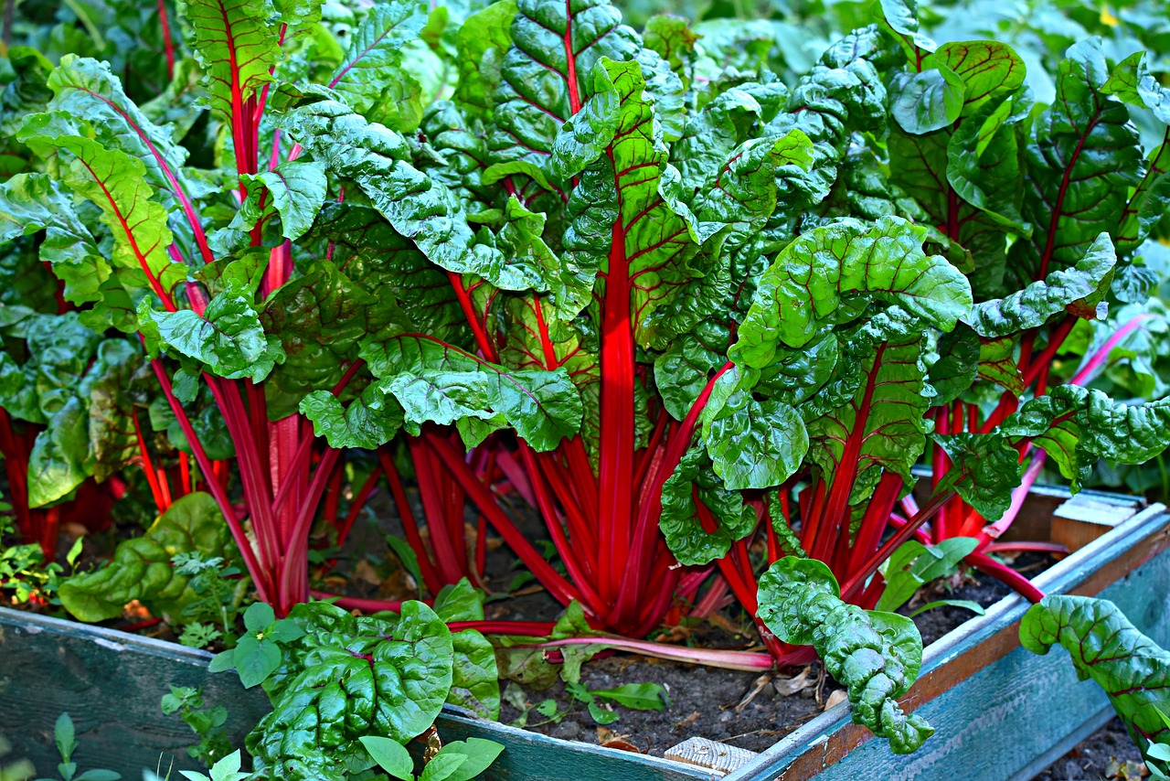 Leafy vegetables have great nutritional value