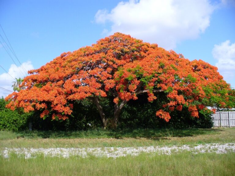 Las semillas de flamboyan se siembran en primavera