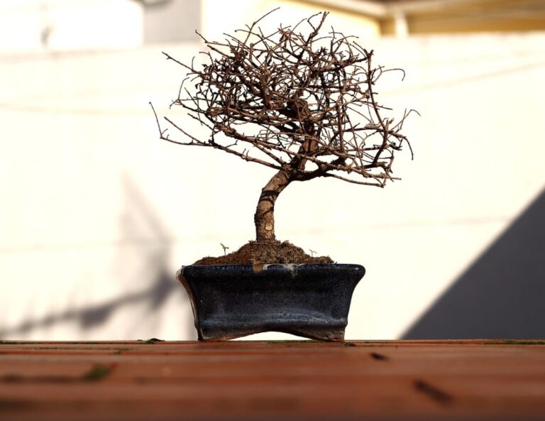 Si el bonsai est&aacute; seco puedes recuperarlo