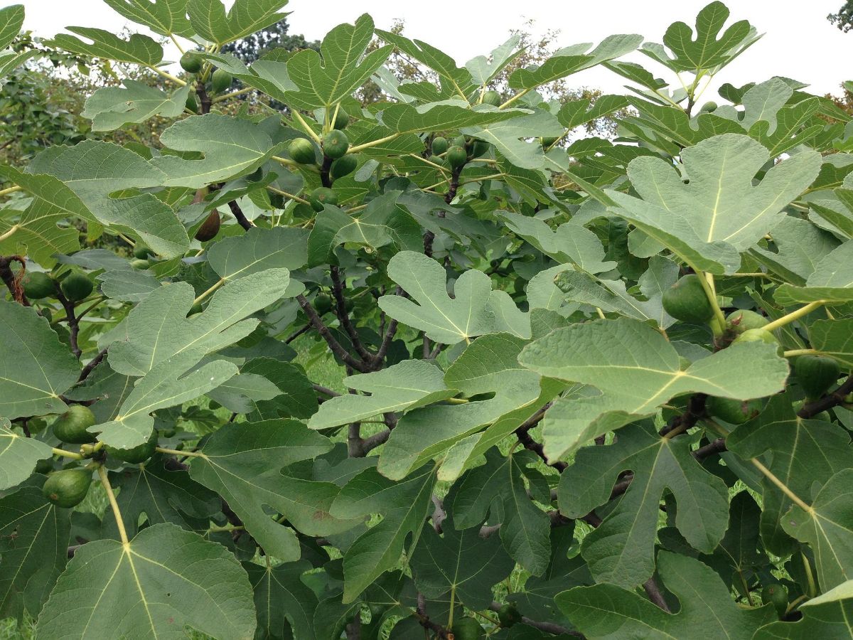 When to water a fig tree