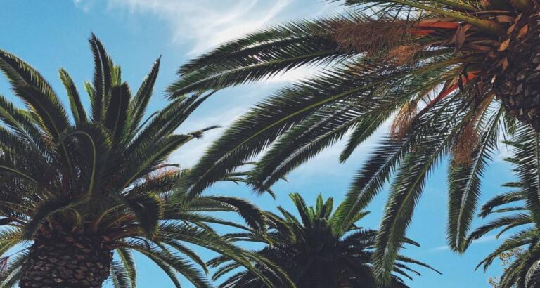 Como plantar una palmera