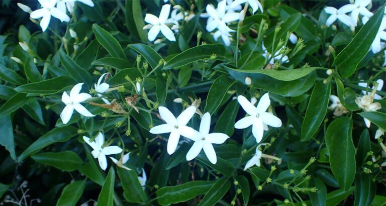 Jazmín de las Azores