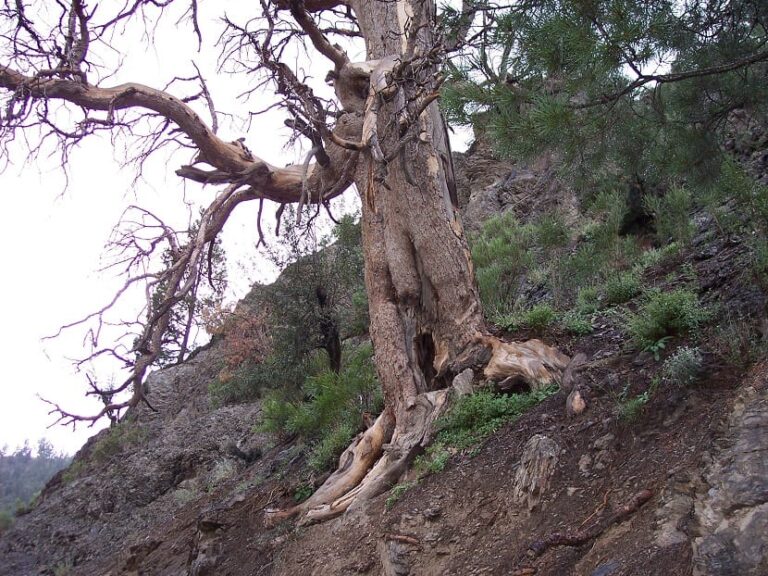 como secar un arbol