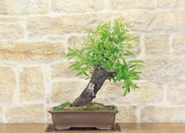 bonsai almendro