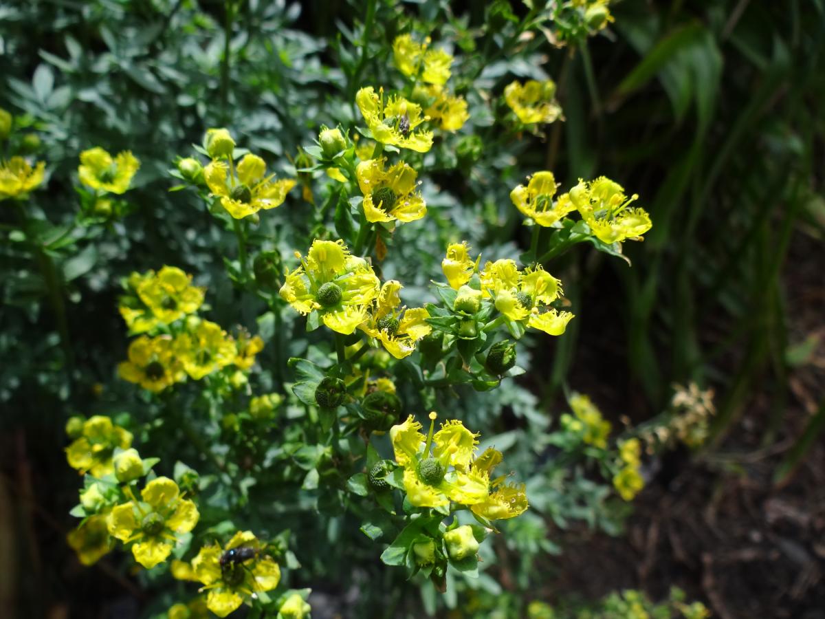Dry rue does not produce flowers.