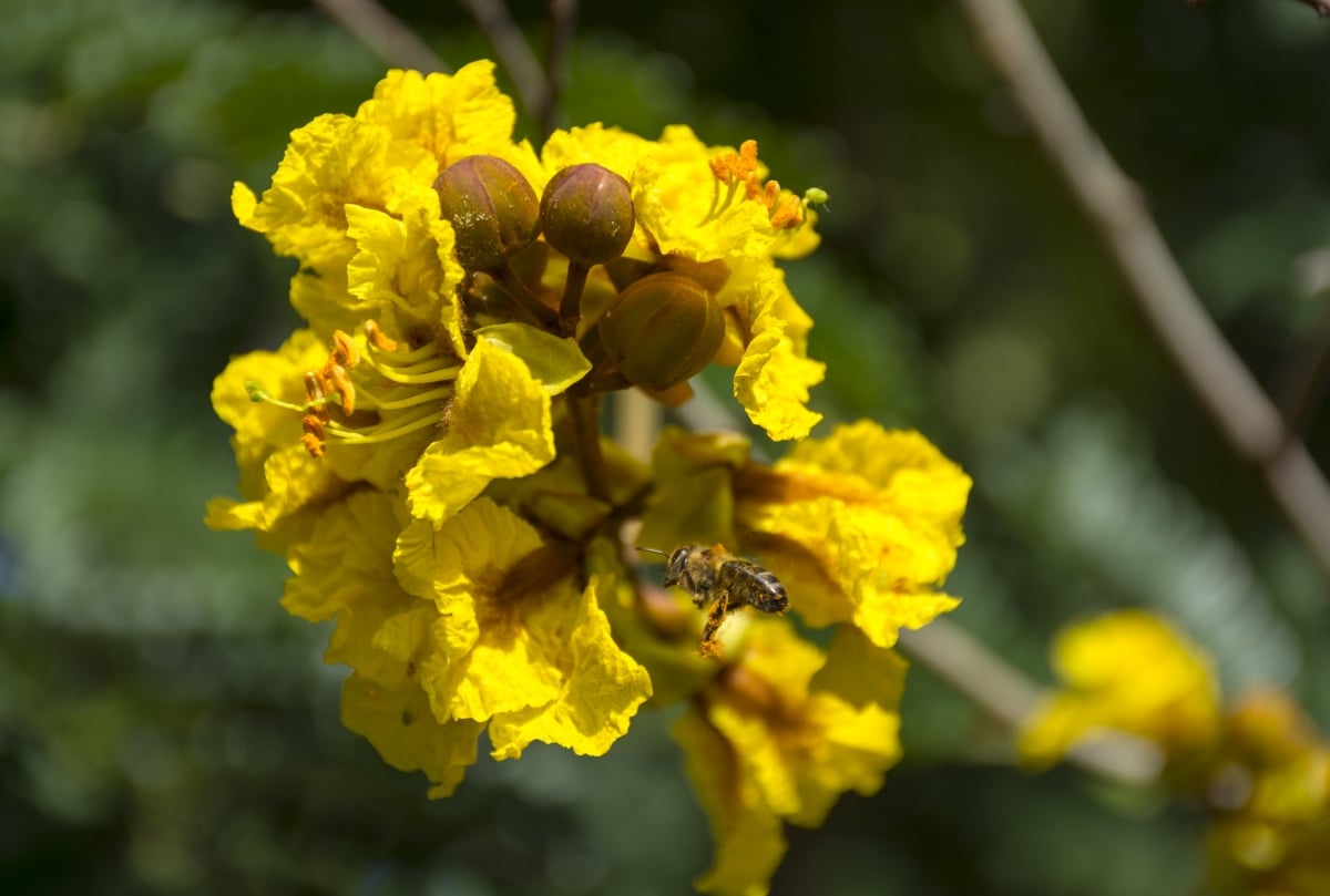 The flowers of the flamboyant yellow are numerous