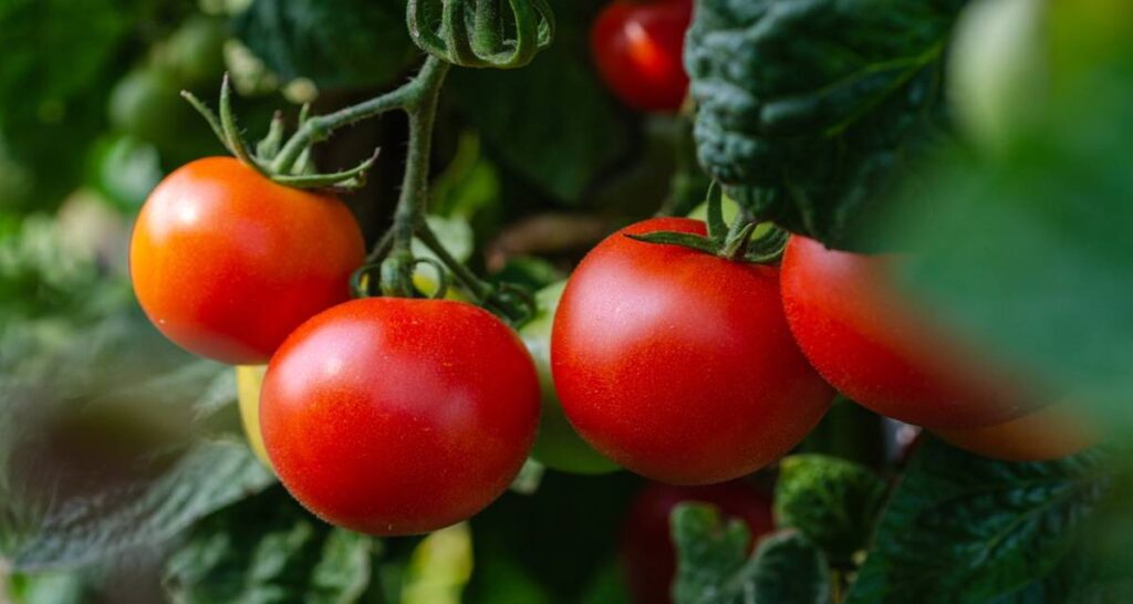 Pulgones en el tomate