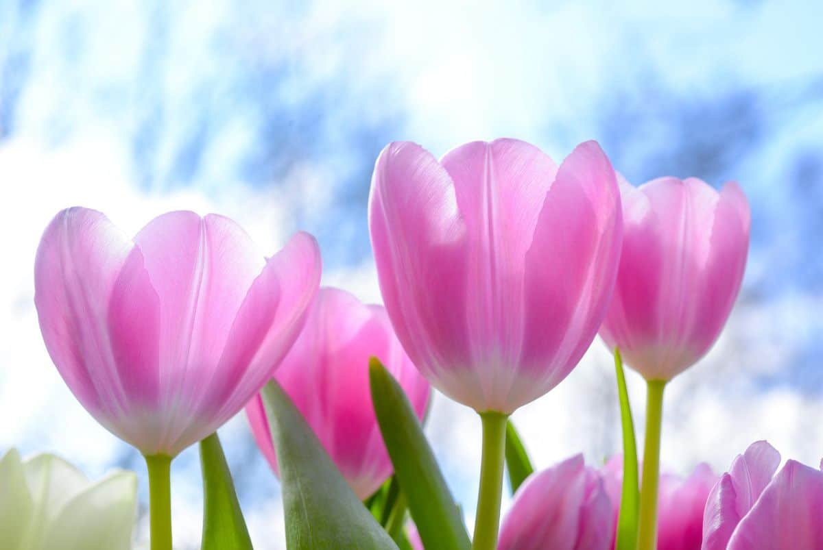 give tulips