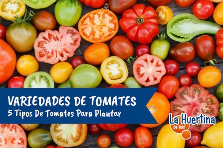 Tomato Varieties.  5 types of tomatoes to plant in the garden