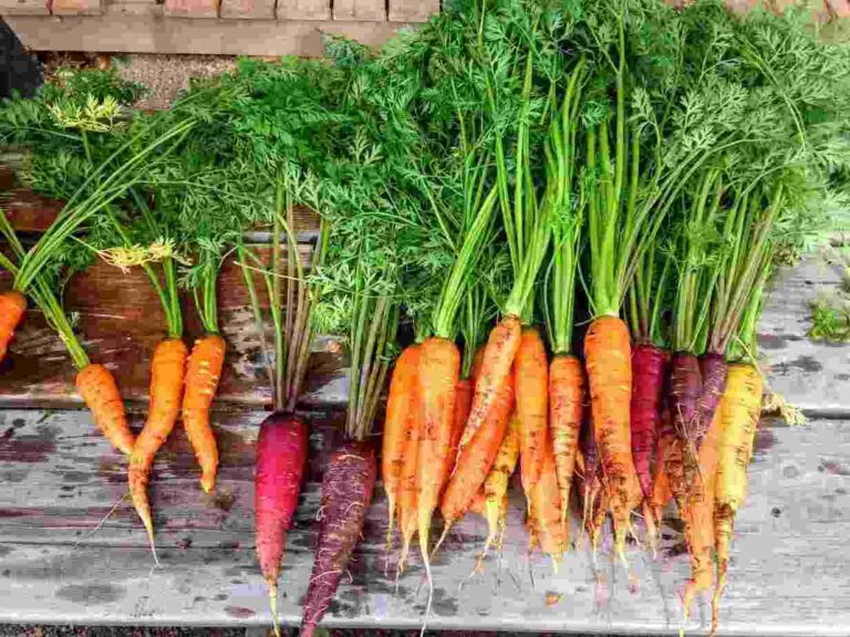 8 tips for growing carrots in pots and containers