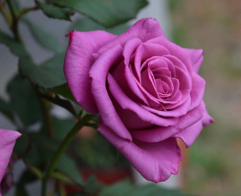 Las rosas moradas son bastante exigentes