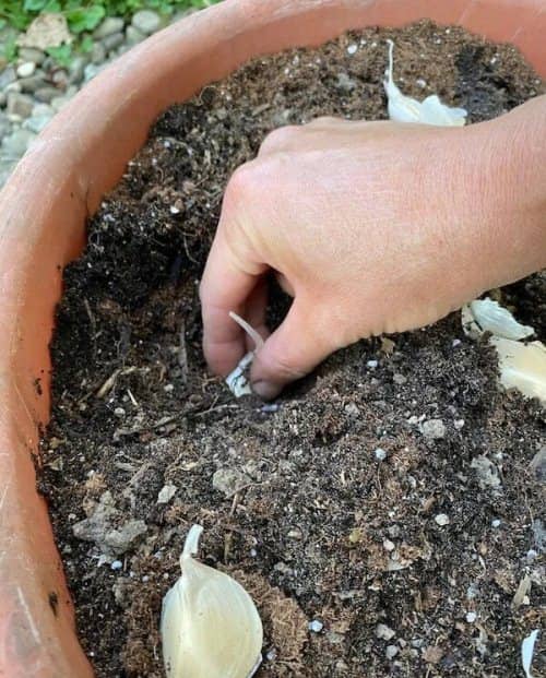grow garlic in a pot