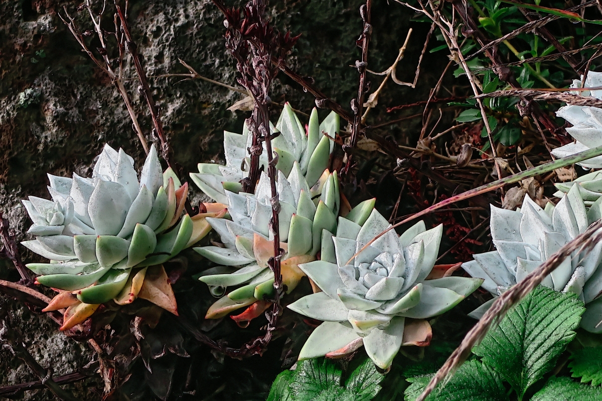 The Dudleya is an outdoor succulent plant