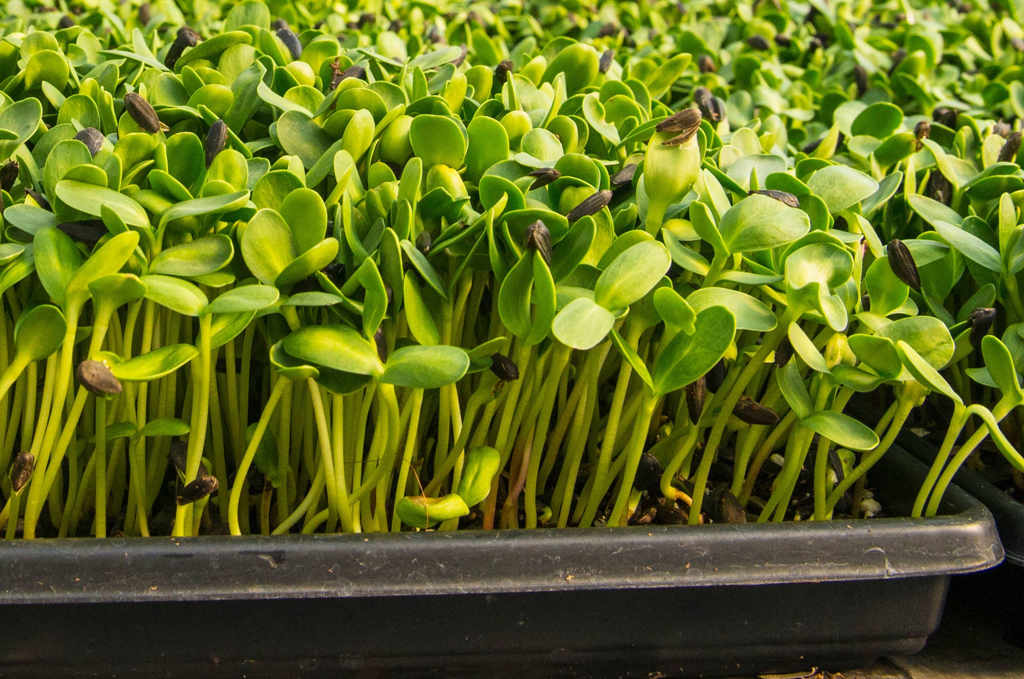 Microgreens are widely used in haute cuisine